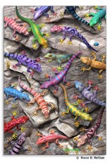 Geckos Puzzle