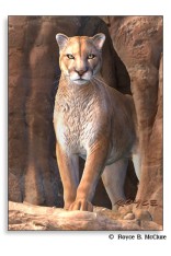Cougar Memo Pad