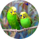 Australia Coasters