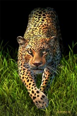 Big Cats Flip Postcard