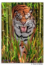 Tiger Trouble Puzzle