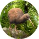 New Zealand Coasters