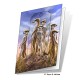 Meerkats Gift Card
