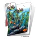 Sea Otters Gift Card