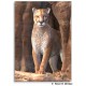 Cougar Memo Pad