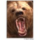 Grizzly Memo Pad