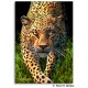 Leopard Memo Pad