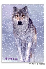 Snow Wolf Memo Pad