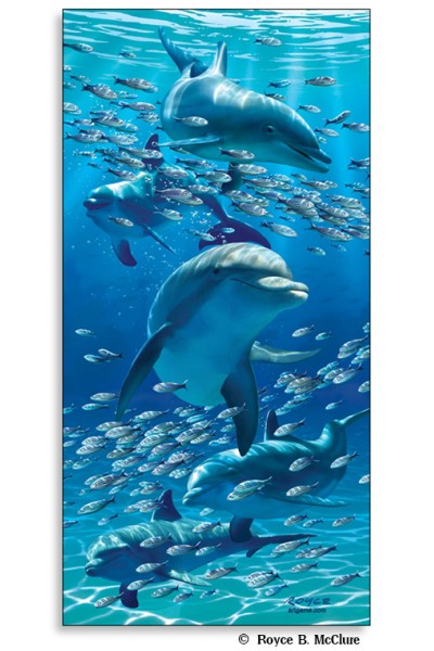 Dolphins Poster