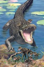 Gators Postcard
