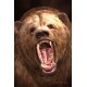 Grizzly Postcard
