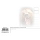 Grizzly Postcard
