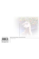 Horse Heaven Postcard
