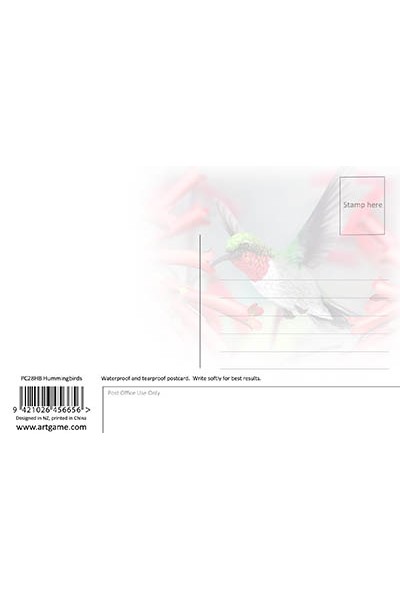 Hummingbirds Postcard