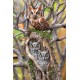 Owls Postcard