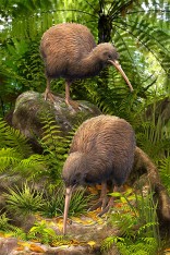 Kiwi Postcard