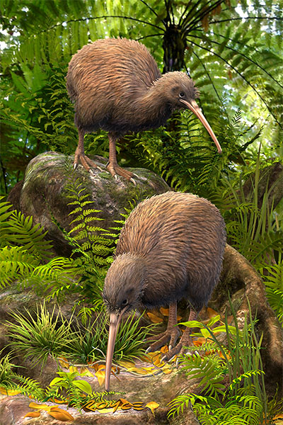 Kiwi Postcard