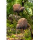 Kiwi Postcard