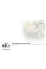 Kiwi Postcard