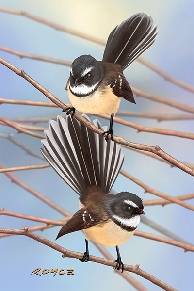Fantails Postcard