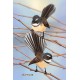 Fantails Postcard