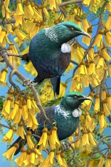 Tui Postcard
