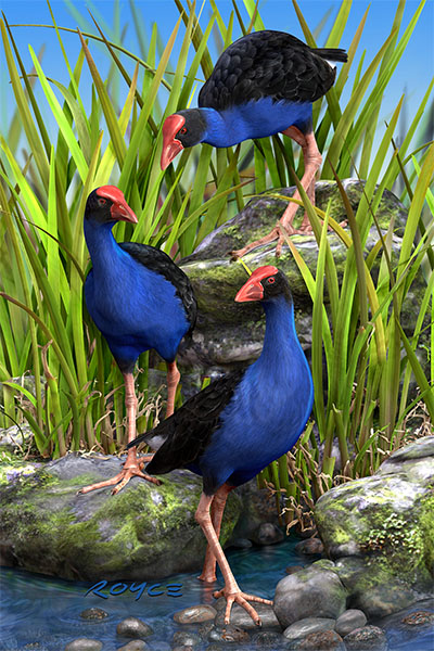 Wet Feet Postcard