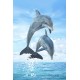 Dolphins Flip Postcard