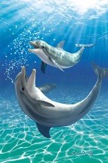 Dolphins Flip Postcard