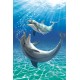 Dolphins Flip Postcard