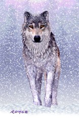Wolf and Moose Flip Postcard
