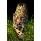 Big Cats Flip Postcard