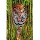 Big Cats Flip Postcard