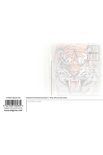 Big Cats Flip Postcard