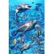 Coral Turtles Flip Postcard