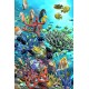Coral Turtles Flip Postcard