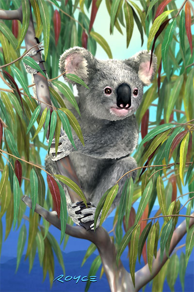 Koala Postcard