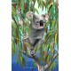 Koala Postcard