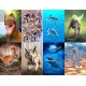 Dinosaur Fact Cards - Red