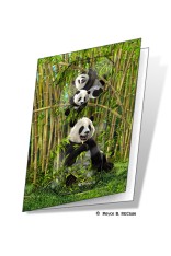 Pandas Gift Card
