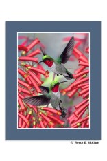 Hummingbirds Mini Poster