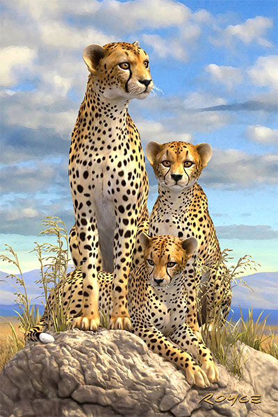 Postcard Cheetah unposted 48165 