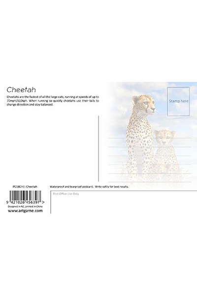 Cheetah Postcard