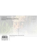 Leopard Postcard