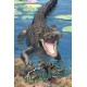 Gators Postcard