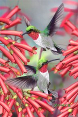 Hummingbirds Postcard