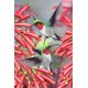 Hummingbirds Postcard