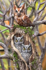 Owls Postcard