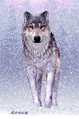 Snow Wolf Postcard