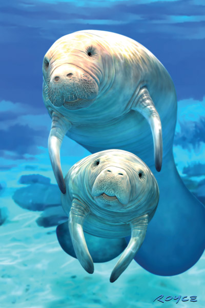 Royce 4"x6" Postcard - Manatee Flip 